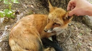 ЛИ СЯО. Алиса - Лиса. Как мурлычет лиса.