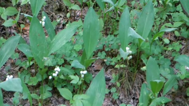 ЛЕСНЫЕ ЦВЕТЫ смотреть онлайн