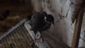 Экспедиция в Нагорный Карабах - Армения - Арцах. Село Караглух, Гадрутский район.  2 часть