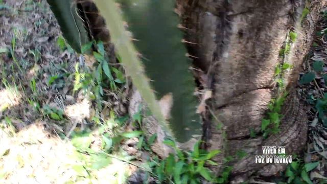 A large and rare cactus from Brazil #cactus #plantsoftheworld смотреть онлайн
