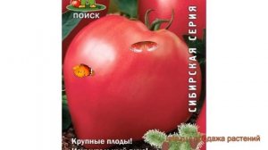 Томат обыкновенный Абаканский розовый ? обзор: как сажать, семена томата Абаканский розовый