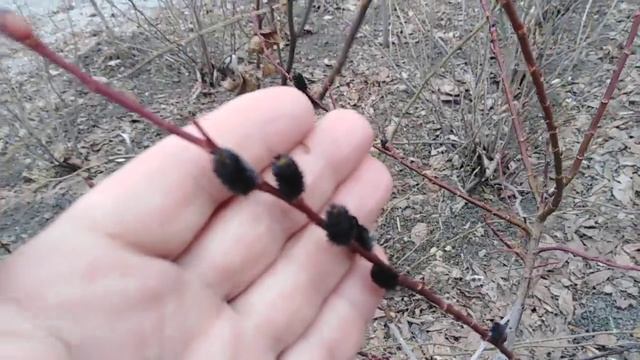 Ива декоративная тонкостолбиковая Меланостахис. Черные котики смотреть онлайн