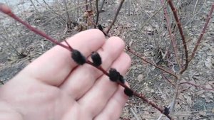 Ива  декоративная тонкостолбиковая Меланостахис. Черные котики