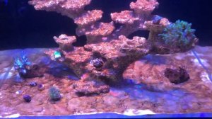 Морской аквариум водоросли