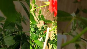 Домашние розы после обработки от мошек.