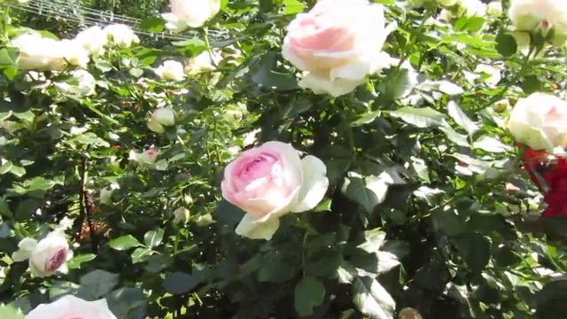 Мой Розовый Сад 2022г.Начало цветения розочек.Июнь.2 часть. смотреть онлайн