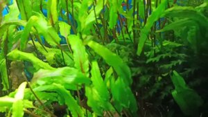 Нужны ли подмены воды в аквариуме/Do I need to change the water in the aquarium