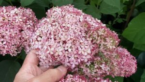 Гортензия древовидная Стронг Аннабель=Инкредибол Hydrangea arborescens Strong Annabelle=Incrediball