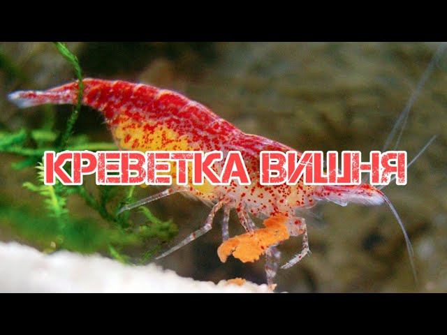 КРЕВЕТКА ВИШНЯ. СОДЕРЖАНИЕ И РАЗВЕДЕНИЕ В АКВАРИУМЕ