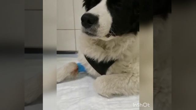 Герде сняли аппараты Илизарова смотреть онлайн