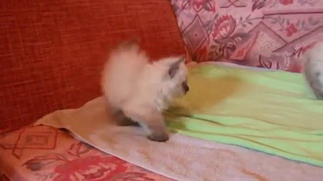 DSCF4467 смотреть онлайн