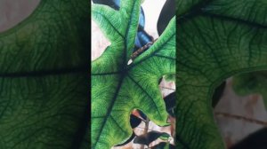 Алоказия Жаклин + пилея / alocasia Jacklyn + pilea