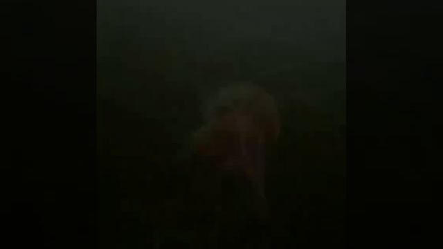 Арктическая Цианея смотреть онлайн