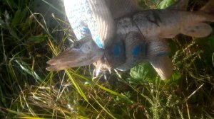 Поймали ЩУКУ в реке Иня. (первая щука)