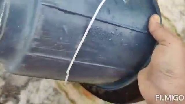 How to grow chiku /sapodilla /safeda#chiku ko pot me kaise grow kare /how to care full details hind смотреть онлайн