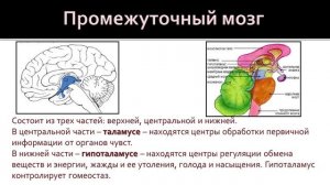 Биология 8 класс. Головной мозг: строение и функции его отделов