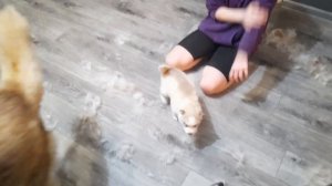 Почему не стоит заводить хаски?!