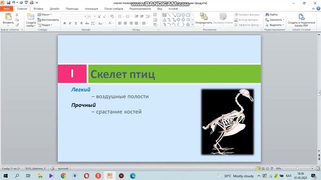 Скелет. Осевой скелет. Хорда. Позвоночник и его эмбриональное развитие