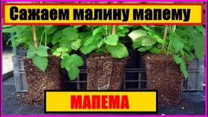 МАЛИНА МАПЕМА || МАПЕМА || Малина мапема || малина сорт || сорт мапема || RASPBERRY MAPEMA #Мапема
