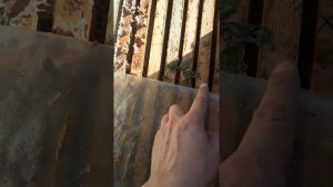 Пчелы в ожидании зимовки 7 ноября 2020 года Беларусь