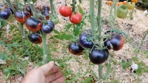 Томат Ла Кадеро (La Cadero)