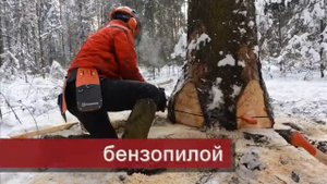 Валка дерева с корня