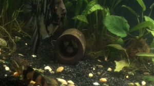 Змееголов красная Луна , аквариум 250 литров