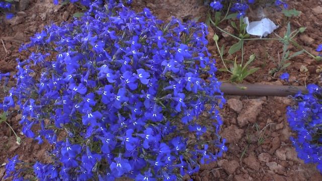 Lobelia erinus - grow and care (Trailing lobelia flowers) смотреть онлайн