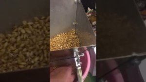 Как перемолоть зелёный , влажный солод.