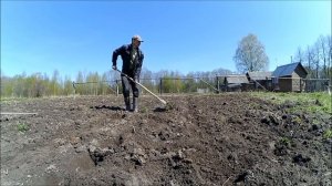 Березовый деготь от проволочника // Посадка картофеля // Жизнь в деревне