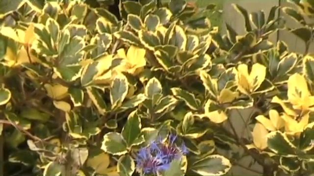 Ilex aquifolium Golden King Variegated Holly смотреть онлайн