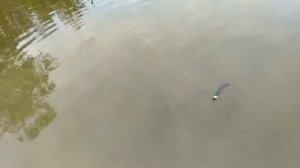 Работа бланка Norstream Rebel 662ML RBS-662ML