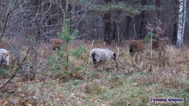 Животные пасутся в лесу смотреть онлайн