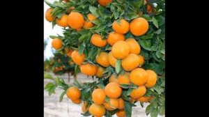 Интересные факты о мандаринах