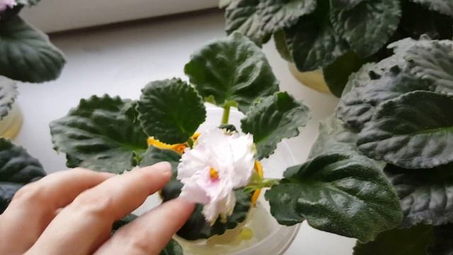 Цветение фиалок на окошке в декабре смотреть онлайн