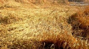 Уборка пшеницы озимой 6т_га