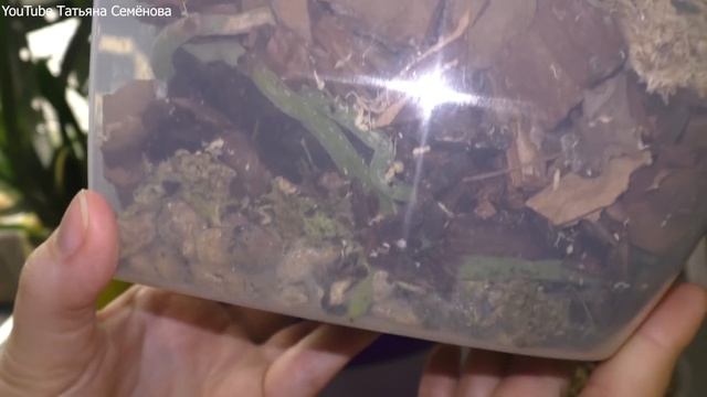 Фаленопсис Сого Юкидан пол года в чудо горшке.?