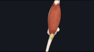 Плечевая мышца (m. brachialis) 3D Анатомия