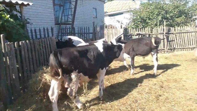 Санитарные нормы или антисанитария при откорме бычков??? Привязное или вольное содержание крс! смотреть онлайн