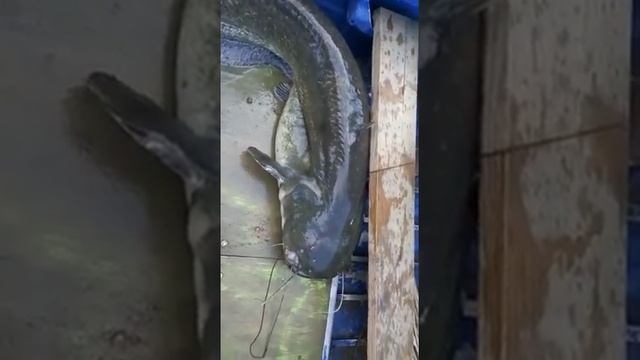 Ловля сома на Каме 3/1.Fishing on a catfish in Russia!