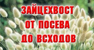 ПОСЕВ ЗЛАКА ЗАЙЦЕХВОСТ И РЕЗУЛЬТАТ.mp4
