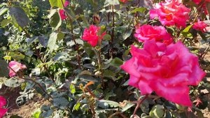 Делюсь красотой, цветут розы в моем саду 6 июня в Краснодарском крае в Темрюкском районе