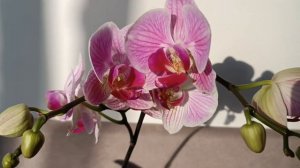 Орхидея фаленопсис Кливленд ? Phalaenopsis Cleveland Orchid
