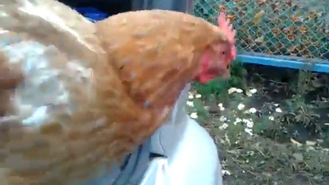 наглая курица смотреть онлайн