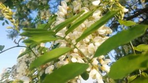 082 - Как пчелы собирают нектар с акации