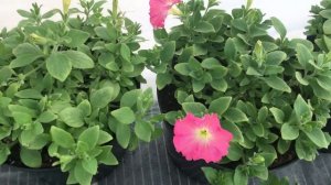 Петуния Изи Вейв Рози доун и Лагуна Антуанетта