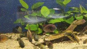 Трофеусы Бришарди Калемие и Ред рейнбоу. Tropheus Brichardi Kalemie and Red Rainbow