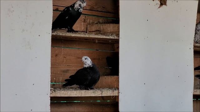 Сельские голуби. 27 05 2022г, голуби павлины и Леушковские, Сергея Отрадо - Ольгинское. смотреть онлайн