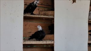 Сельские голуби. 27 05 2022г, голуби павлины и Леушковские, Сергея Отрадо - Ольгинское.