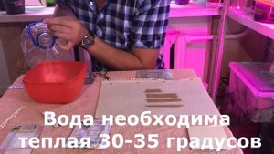 КАК ПРАВИЛЬНО РАССЧИТАТЬ АКТАРУ ДЛЯ ОБРАБОТКИ ОРХИДЕИ ОТ МУЧНИСТОГО ЧЕРВЯ!!!
